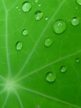 green drops